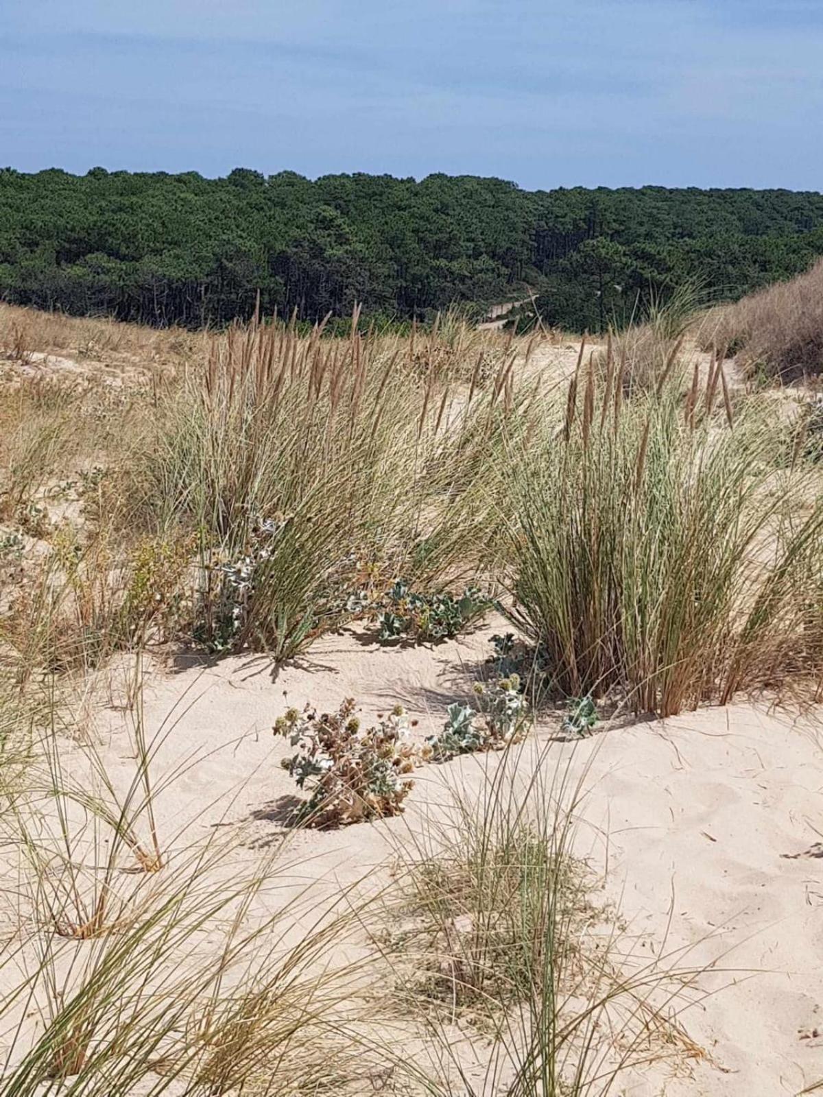 Le Mas Des Landes Vielle-Saint-Girons Esterno foto