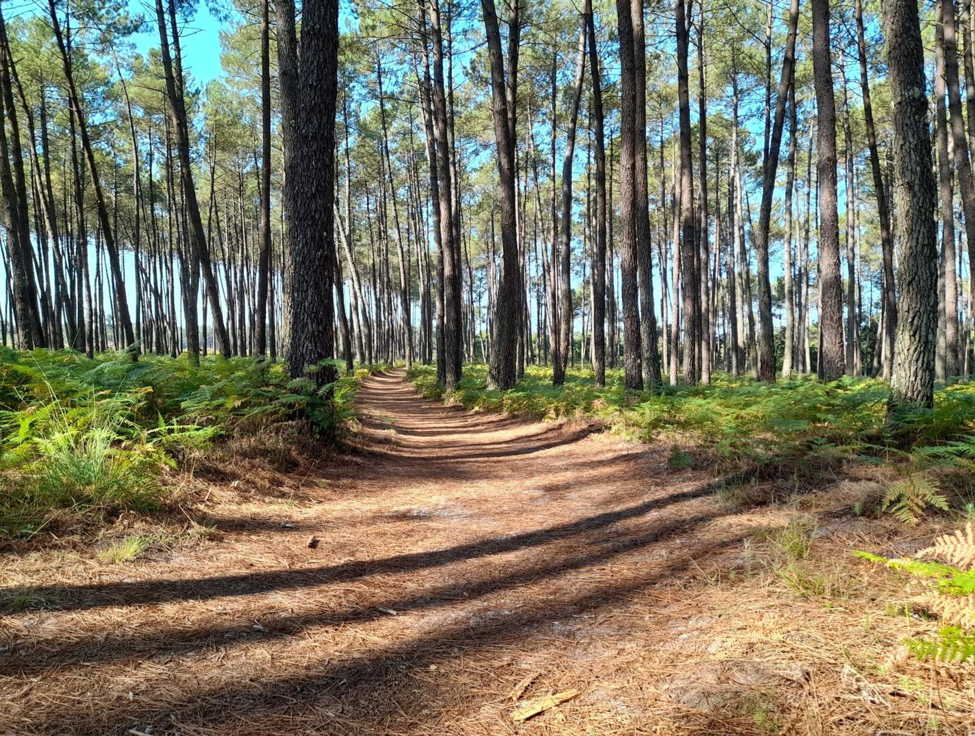 Le Mas Des Landes Vielle-Saint-Girons Esterno foto